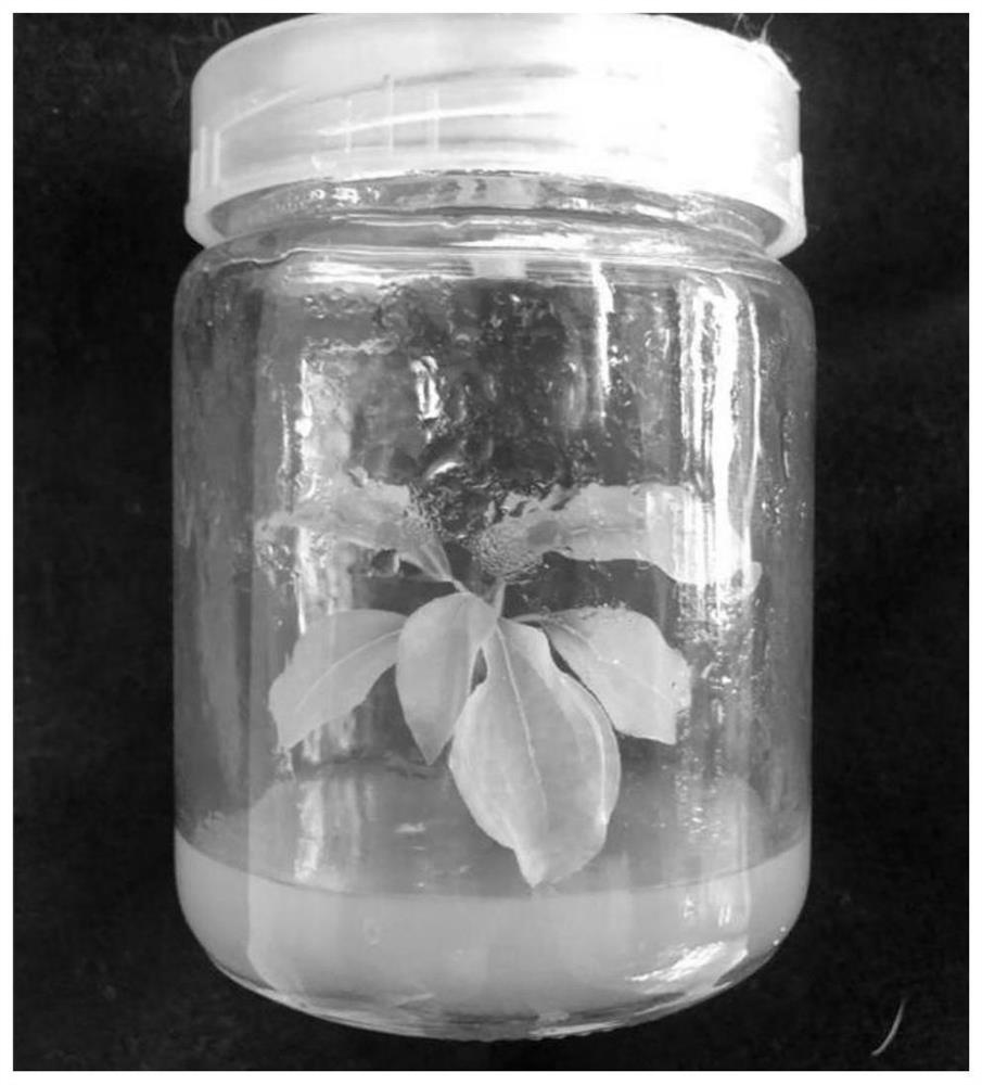 A method for improving regeneration efficiency during camphor tissue culture