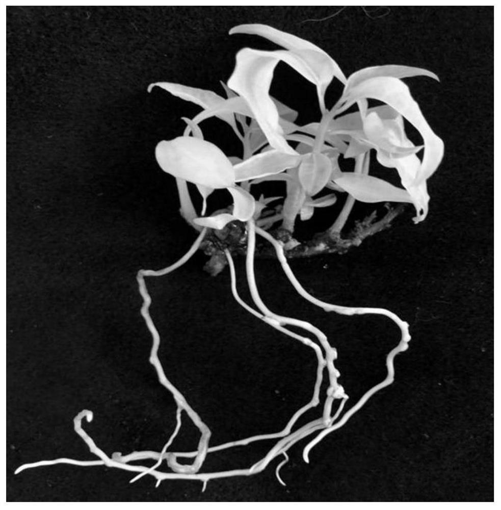 A method for improving regeneration efficiency during camphor tissue culture