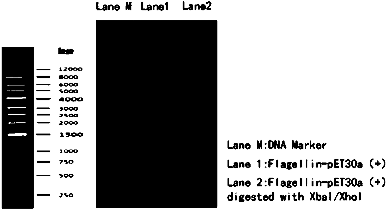 Application of intestinal rothia recombinant flagellin to preparation of medicine for preventing and treating inflammatory bowel diseases