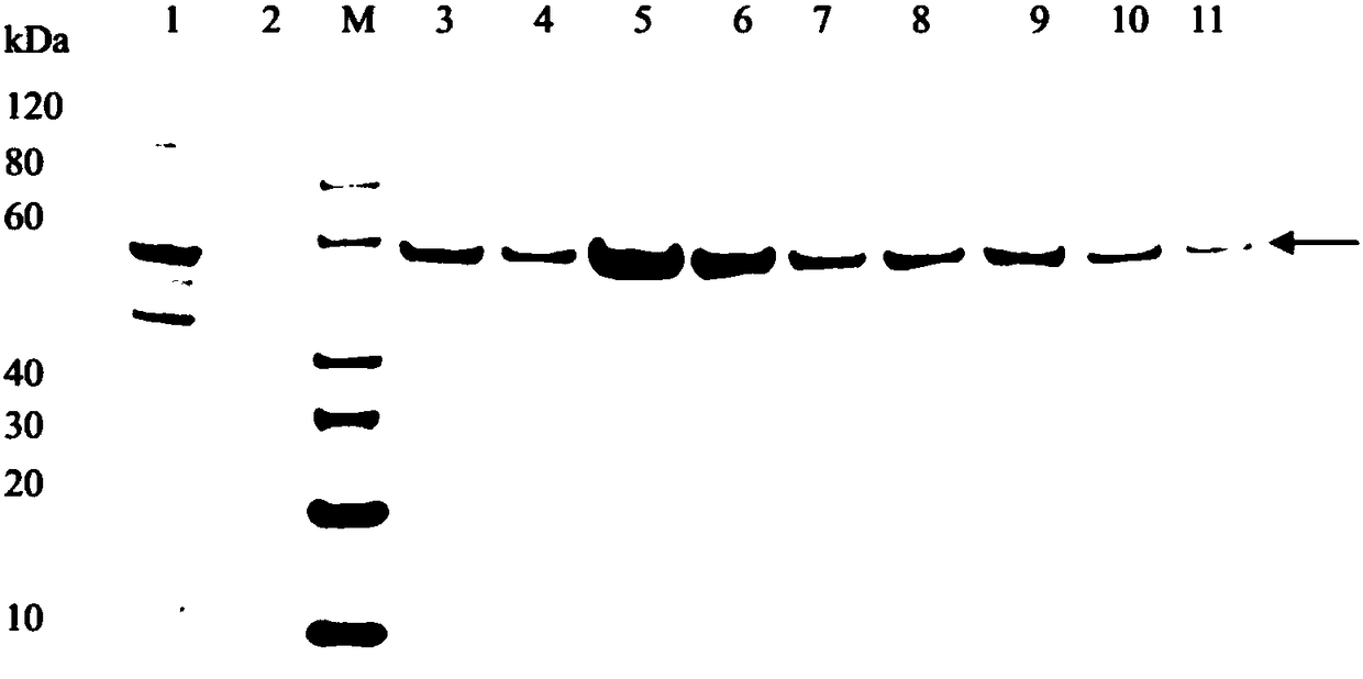 Application of intestinal rothia recombinant flagellin to preparation of medicine for preventing and treating inflammatory bowel diseases