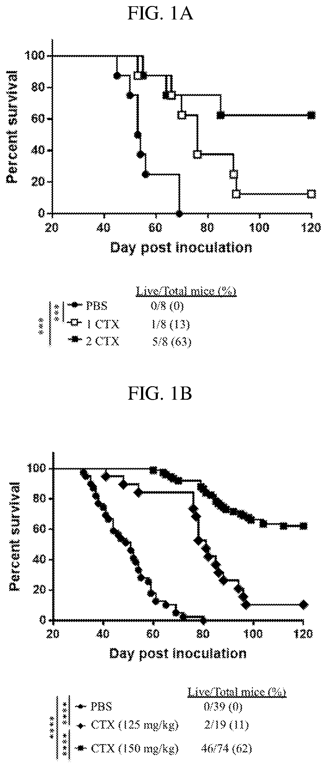 Combination of natural killer cells with cyclophosphamide compounds for the treatment of cancer