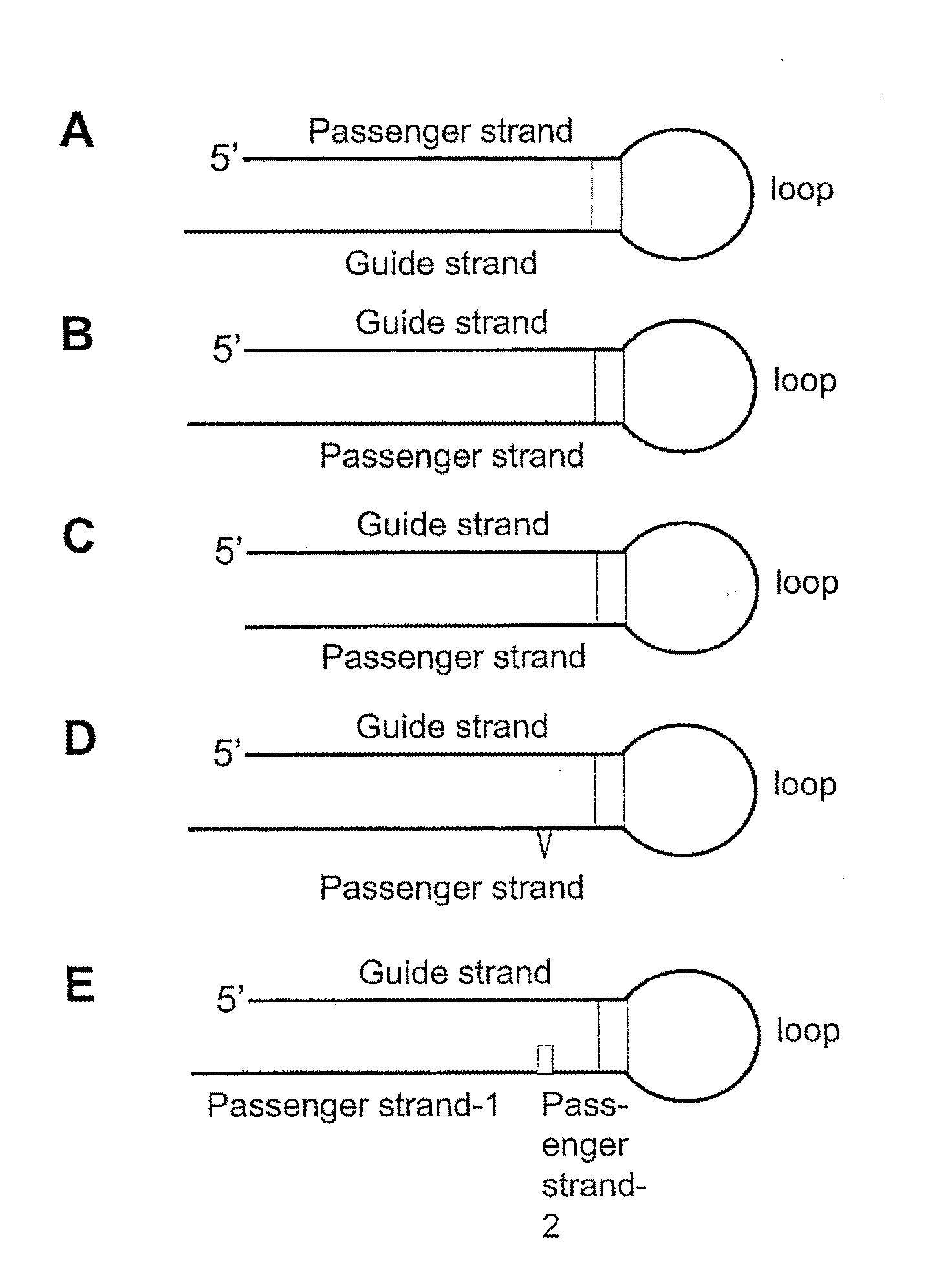 Short hairpin rnas for inhibition of gene expression