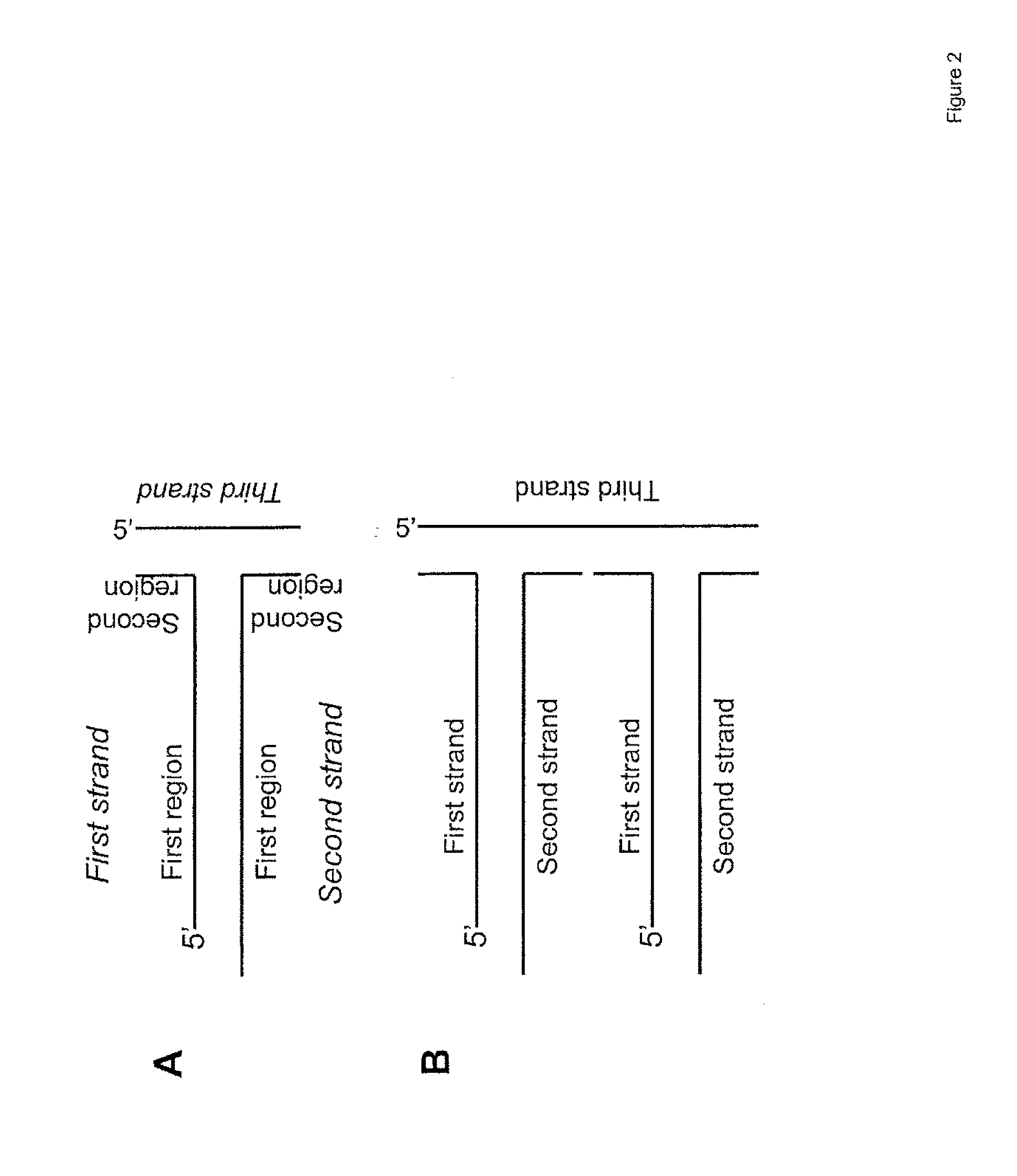 Short hairpin rnas for inhibition of gene expression