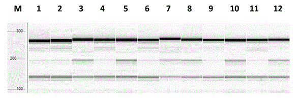 Molecular marker and application of rice blast-resistant gene Pik