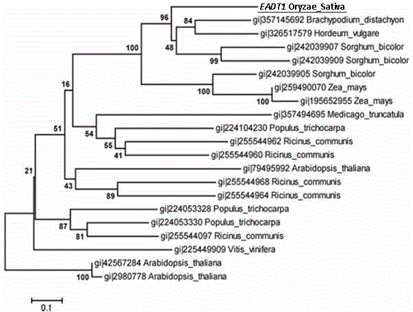 EADT1 gene capable of improving drought resistance of rice in growth period, coding sequence and application