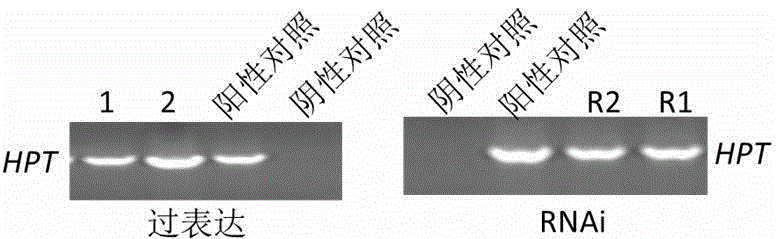 EADT1 gene capable of improving drought resistance of rice in growth period, coding sequence and application