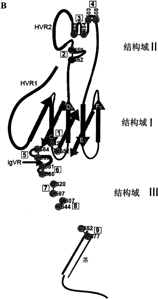 modified hepatitis C virus protein