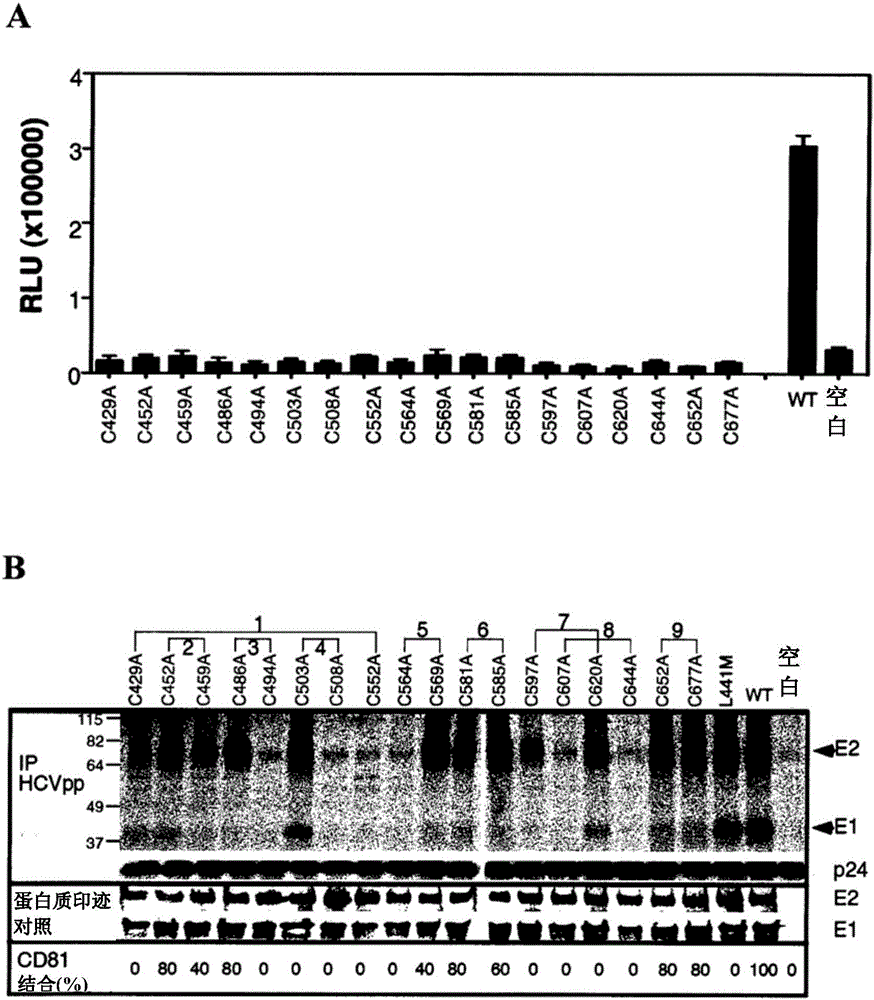 modified hepatitis C virus protein