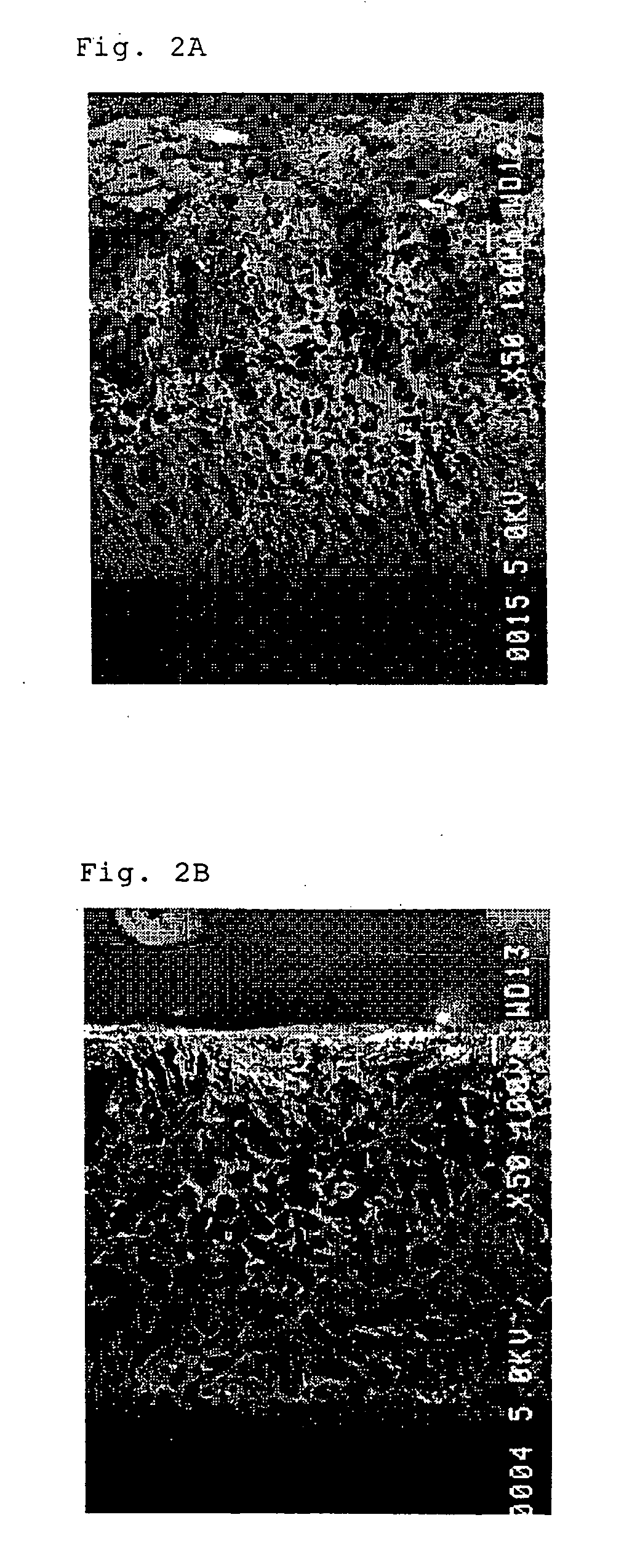 Support for tissue regeneration and process for producing the same