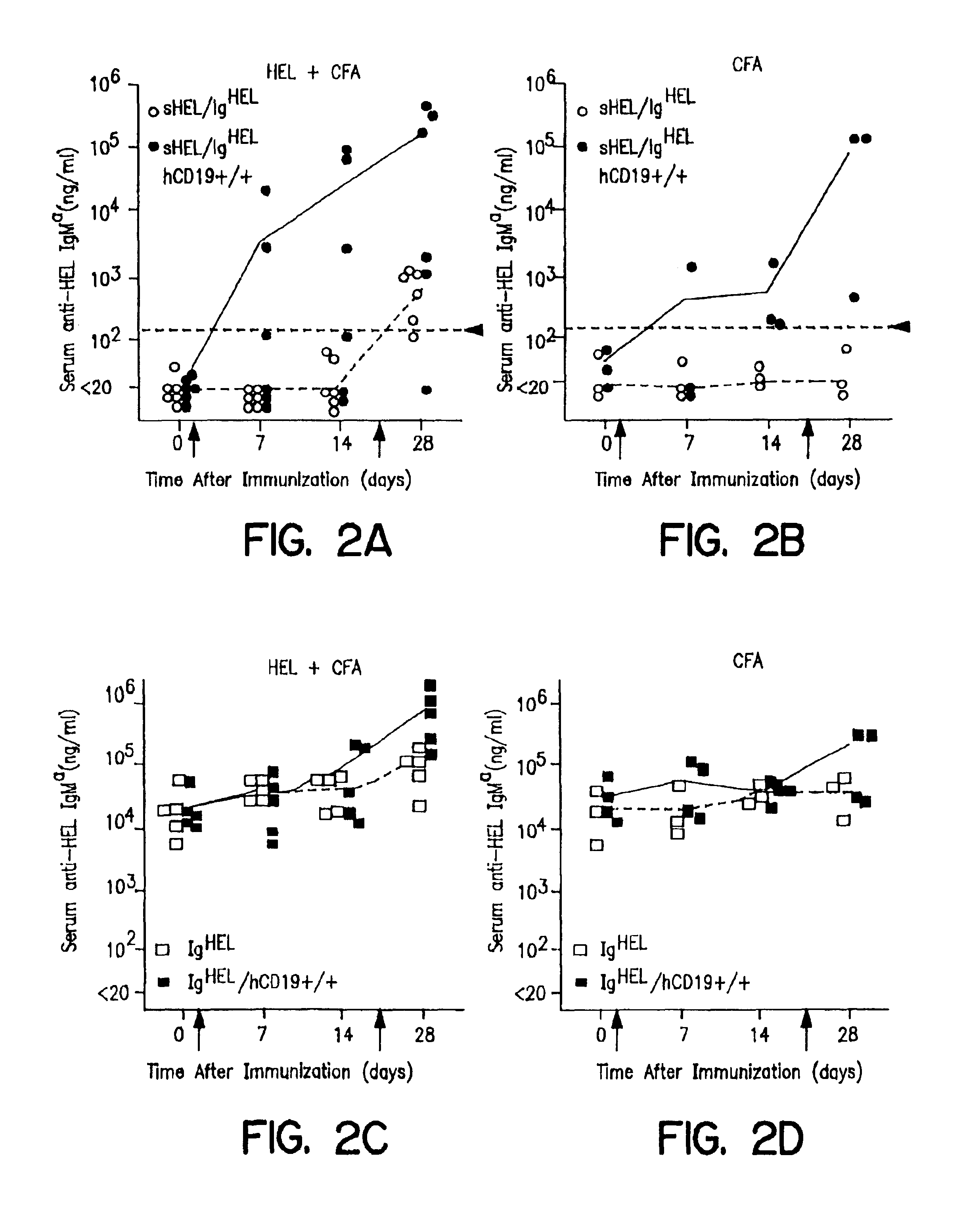 Antibody production methods relating to disruption of peripheral tolerance in B lympho-cytes