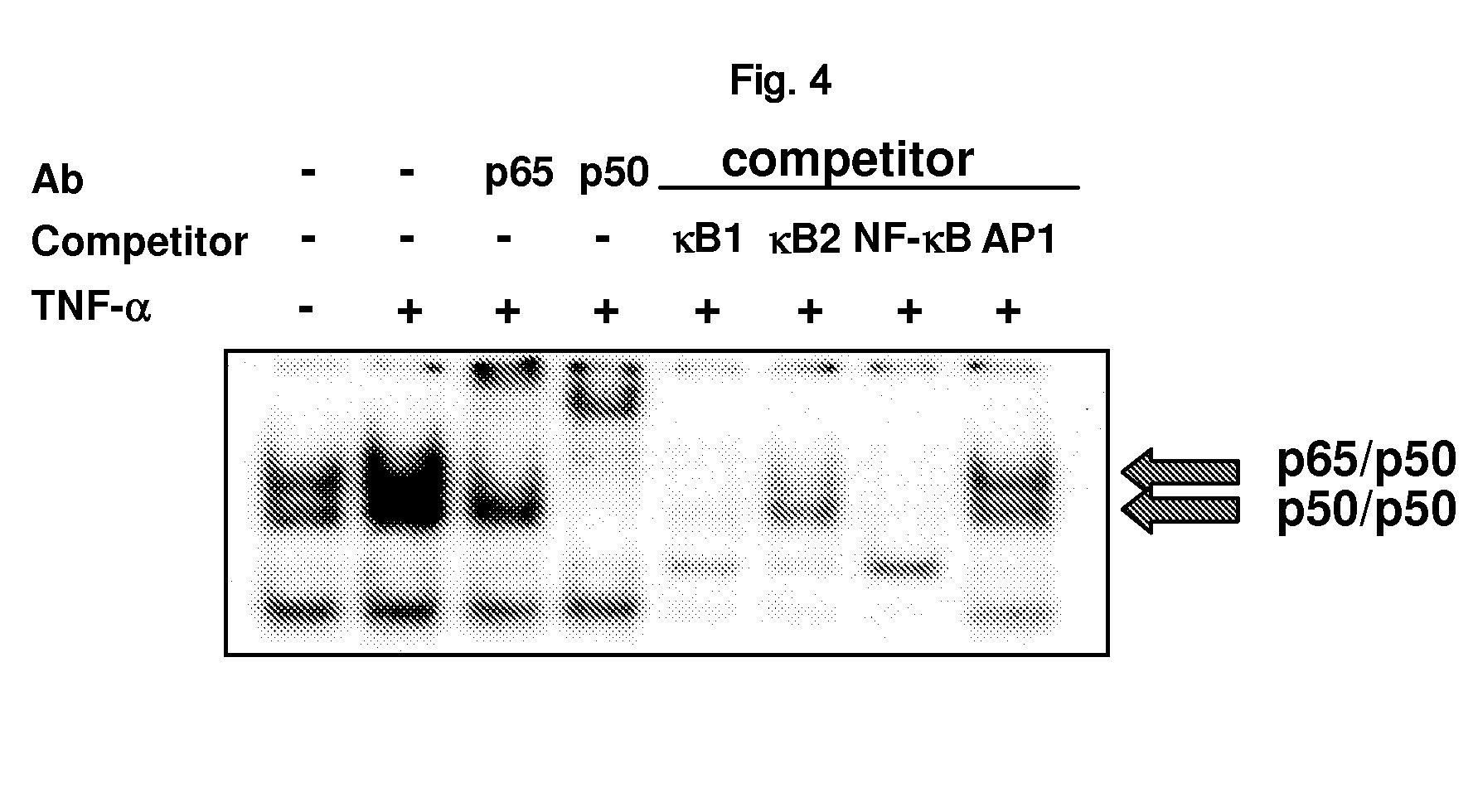 Therapeutic agent for cancer, inflammation, and auto-immune disease containing inhibitor of zinc finger protein 91