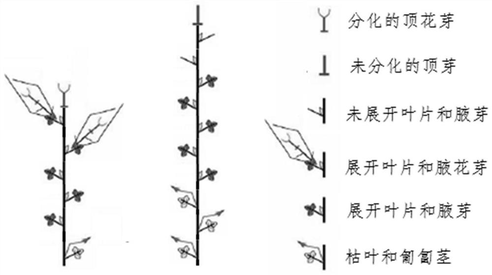 A kind of cultivation method of plateau multi-flower bud strawberry seedling