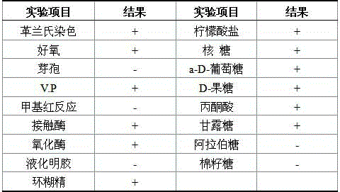 Rhodococcus ruber XS-2 strain and biological microbial inoculant, and preparation method and application thereof