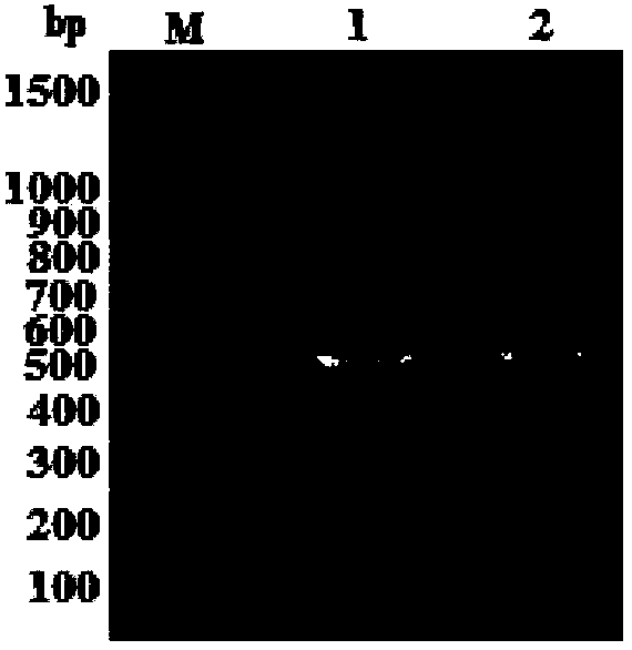 Mutant type TNF-alpha gene and method of increasing the expression quantity of the antigen TNF-alpha gene