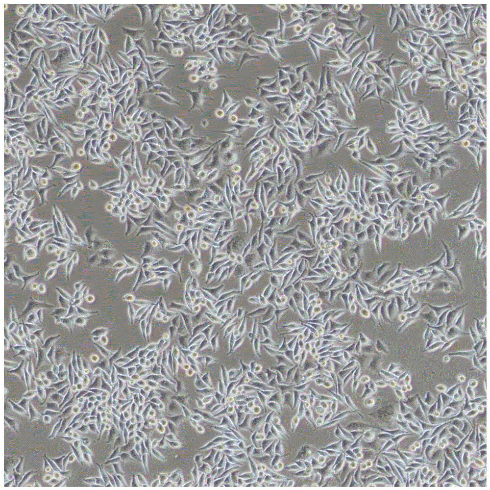 Blotting material used for specific recognition of cells, and preparation and applications thereof