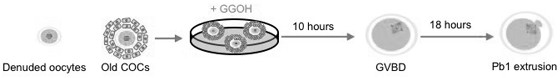 Application of mevalonic acid metabolic intermediate product in preparation of medicines for improving aging ovarian oocyte quality and meiosis process