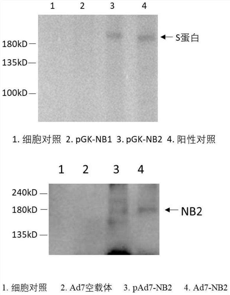 Ad7 vector vaccine for preventing SARS-CoV-2 infection