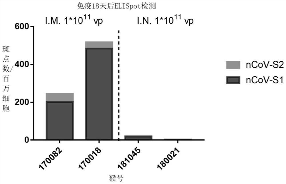 Ad7 vector vaccine for preventing SARS-CoV-2 infection