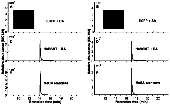 A kind of ginger floral benzene cyclic ester floral fragrance gene hcbsmt and its application