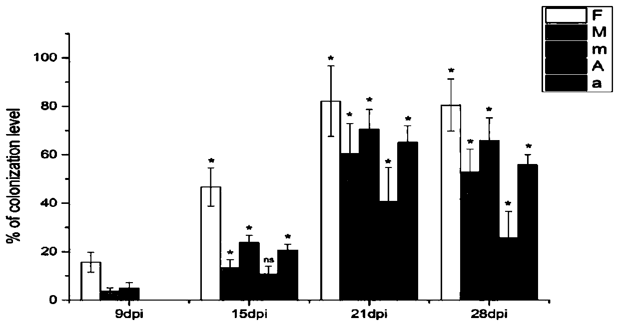 Study method of functions of acid phosphatase in symbiosis of alfalfa root nodules and alfalfa mycorrhiza