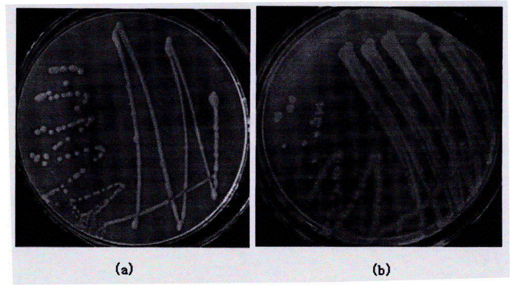 Compound bacteria capable of rapidly degrading 17-beta-estradiol as well as preparation method and application of compound bacteria