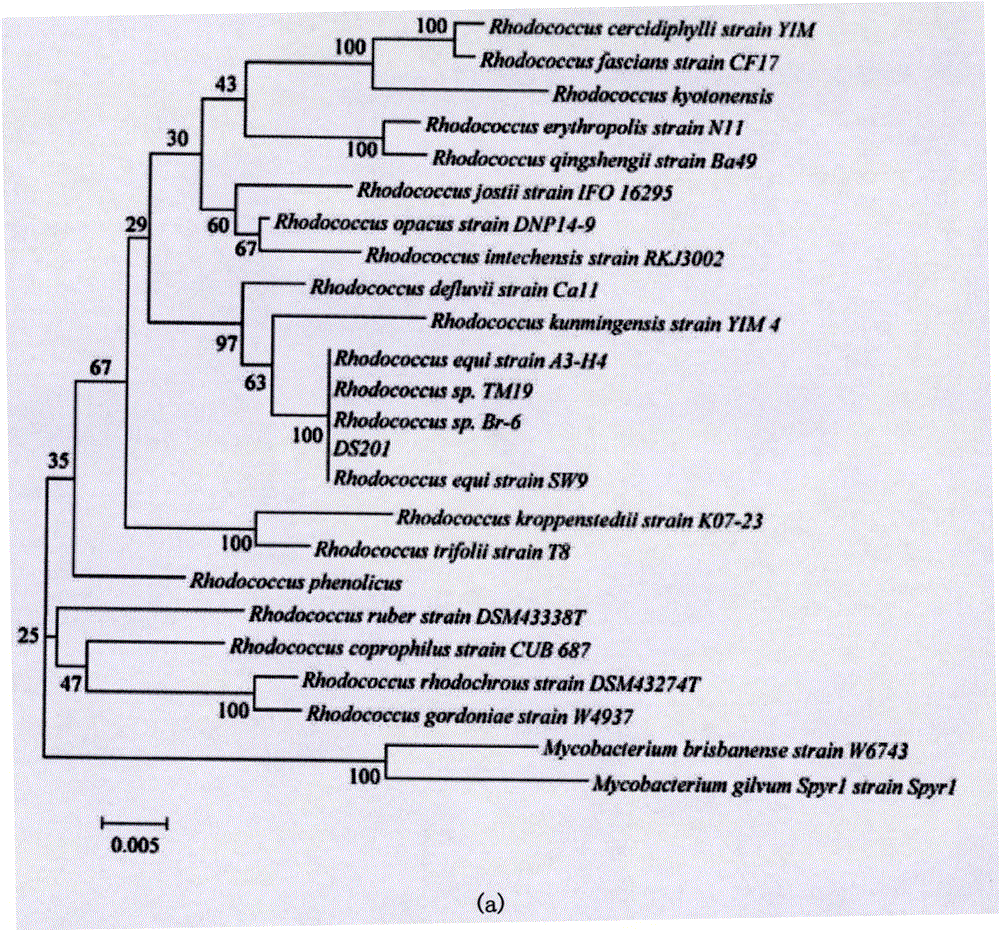 Compound bacteria capable of rapidly degrading 17-beta-estradiol as well as preparation method and application of compound bacteria