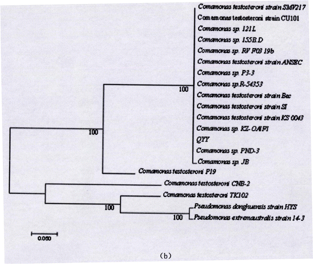 Compound bacteria capable of rapidly degrading 17-beta-estradiol as well as preparation method and application of compound bacteria