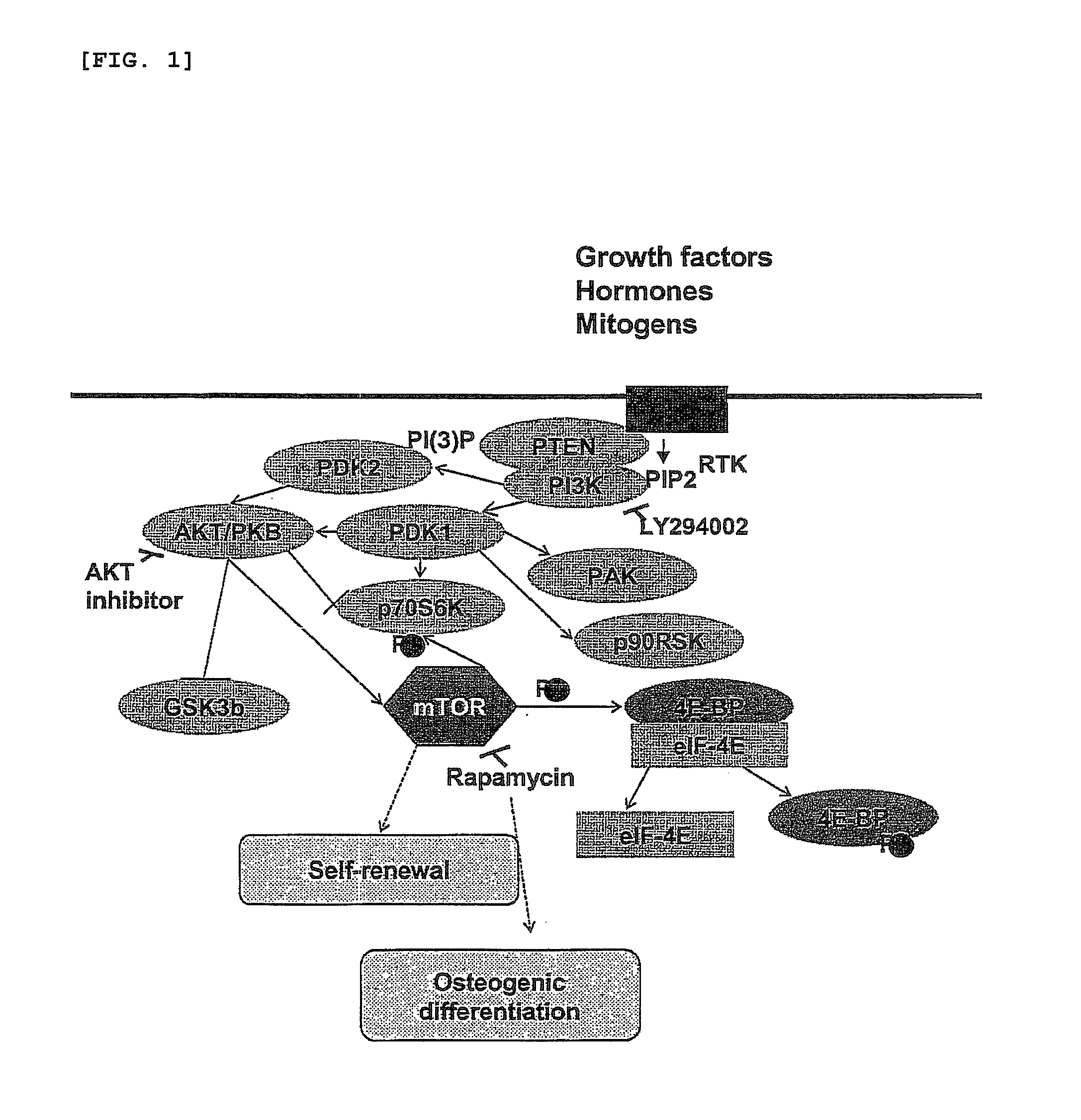 Method for Differentiating of Human Embryonic Stem Cells Into the Osteoblastic Lineage