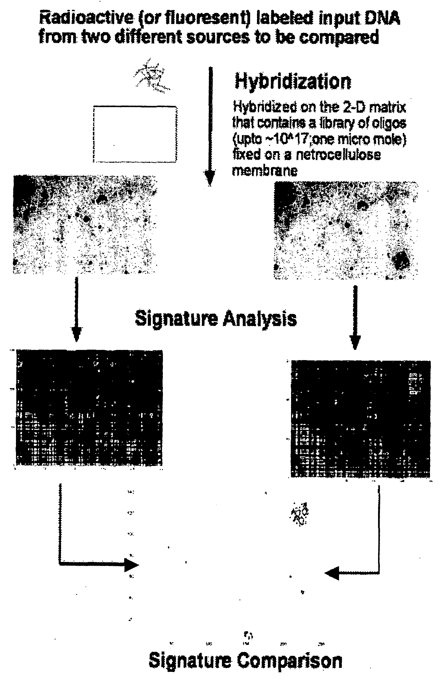 Oligonucleotide matrix and methods of use