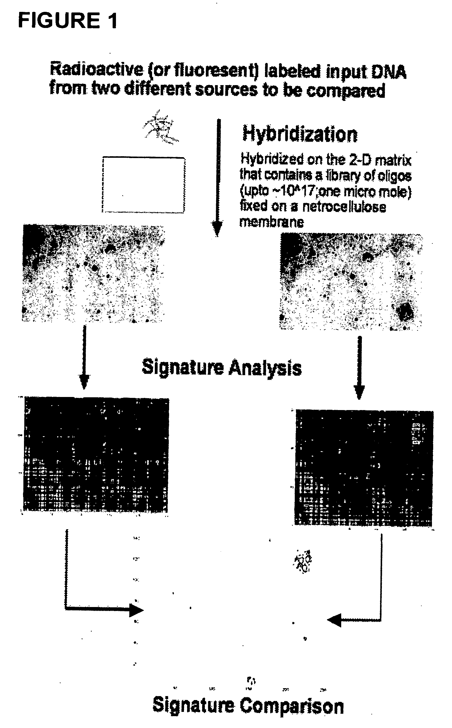 Oligonucleotide matrix and methods of use