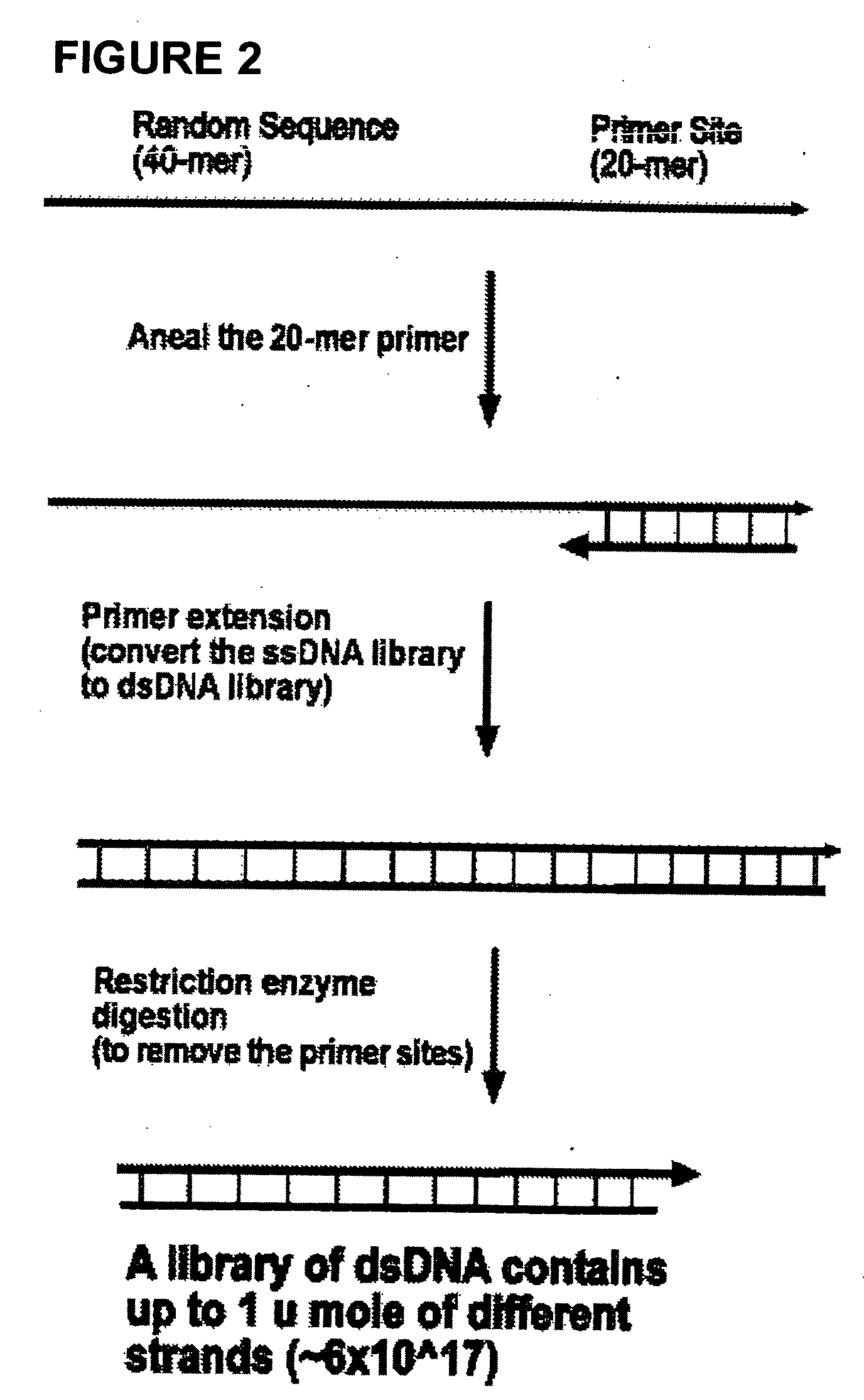 Oligonucleotide matrix and methods of use