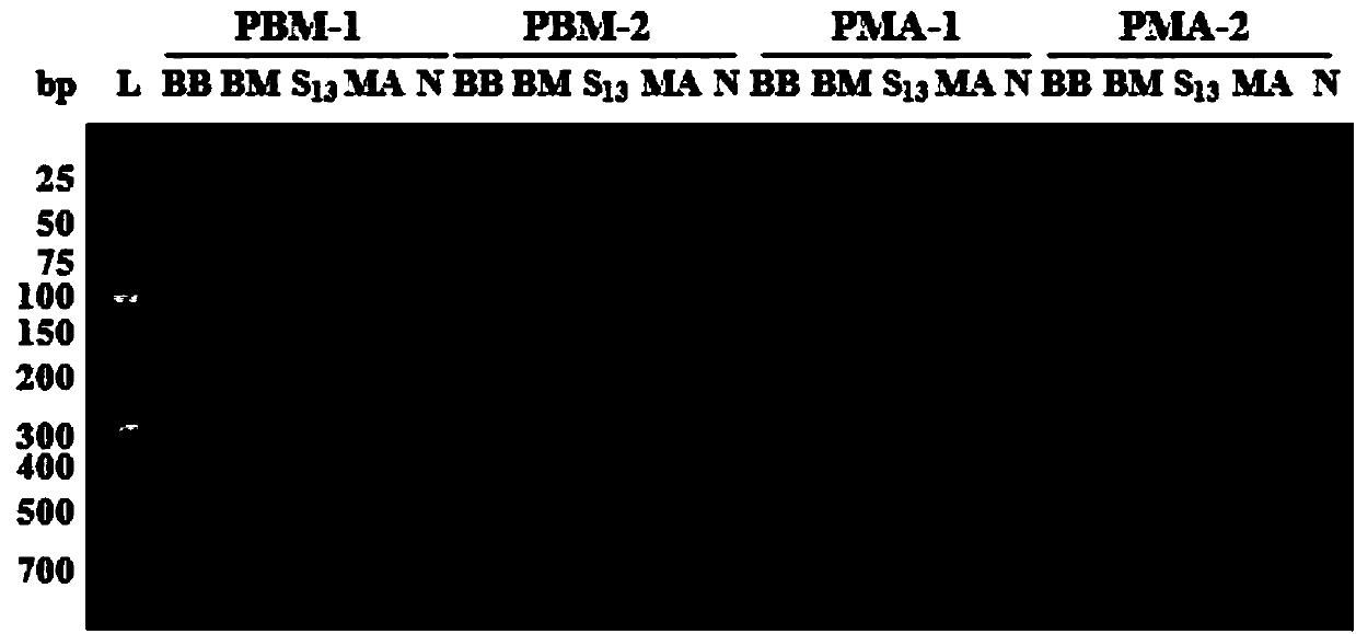 Specific primers and method for identifying stiff silkworms