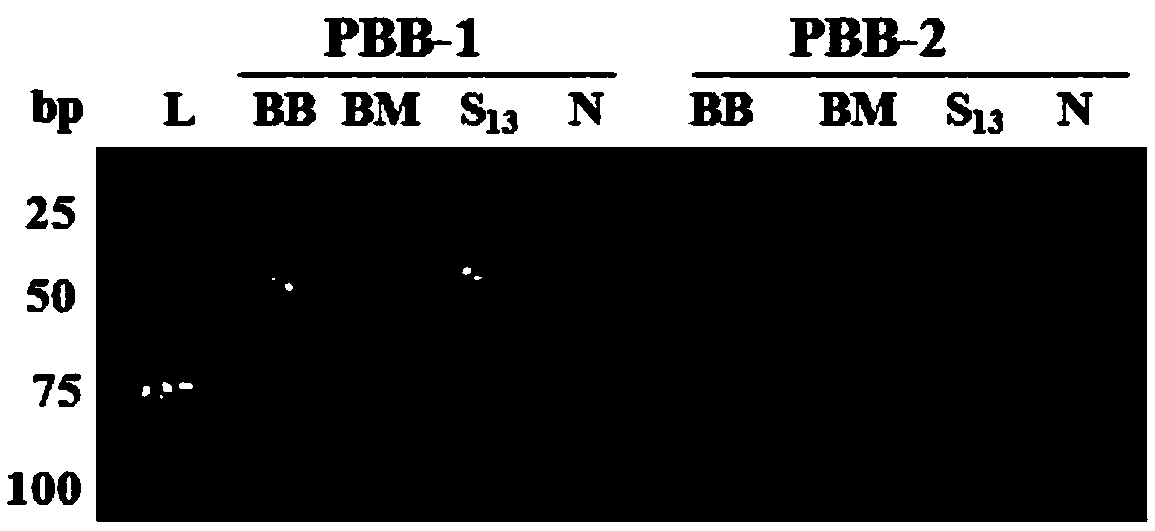 Specific primers and method for identifying stiff silkworms