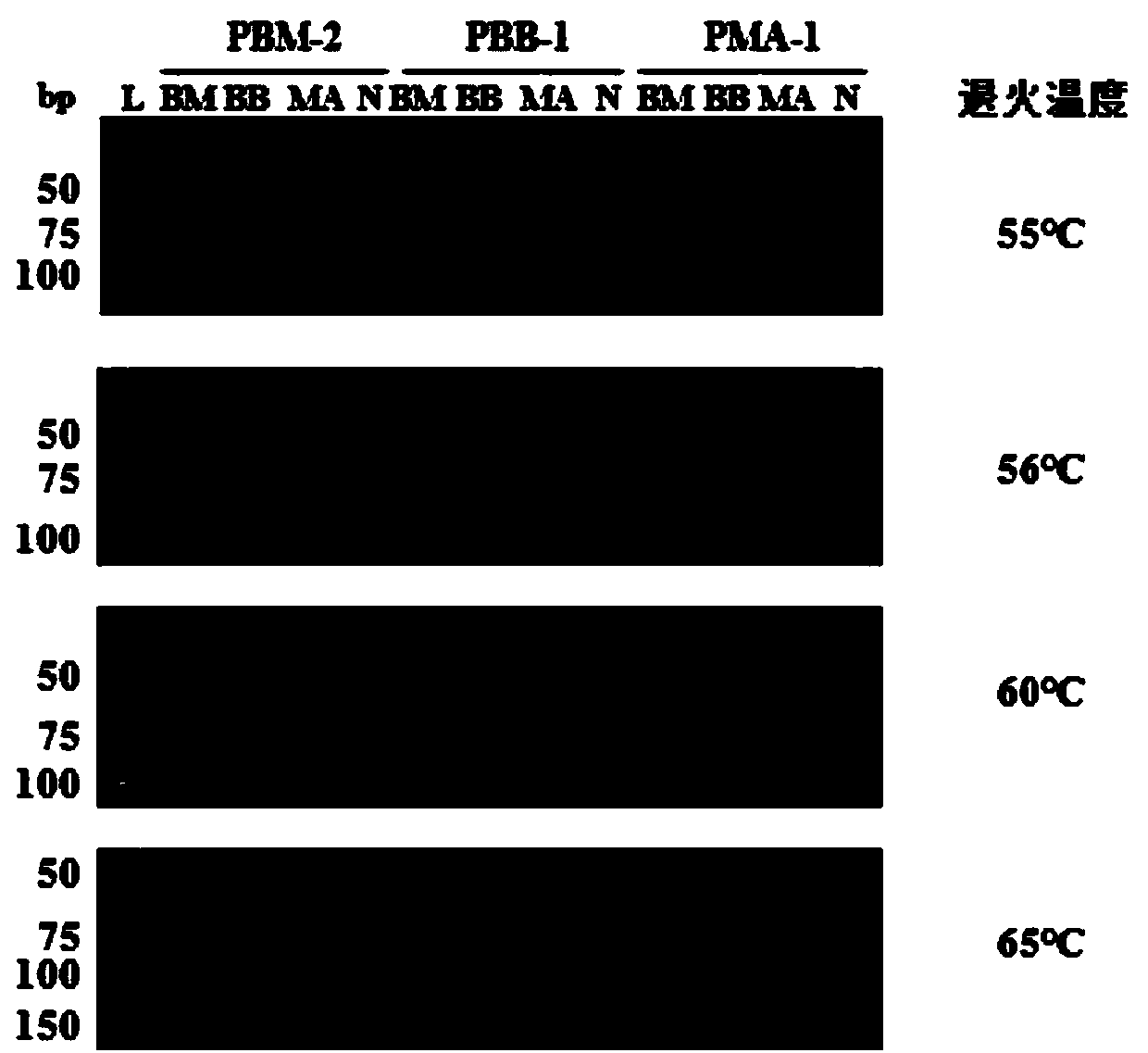 Specific primers and method for identifying stiff silkworms