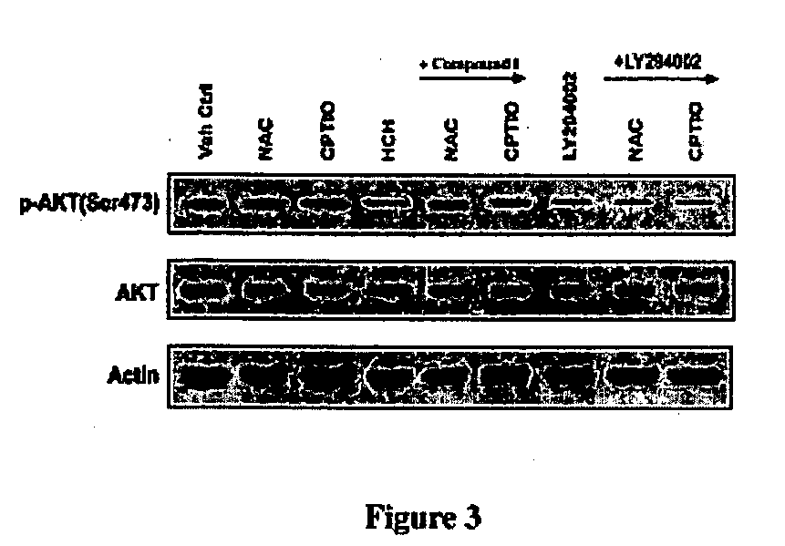 Inhibitors of phosphatidylinositol-3-kinase (PI3) and inducers of nitric oxide (NO)