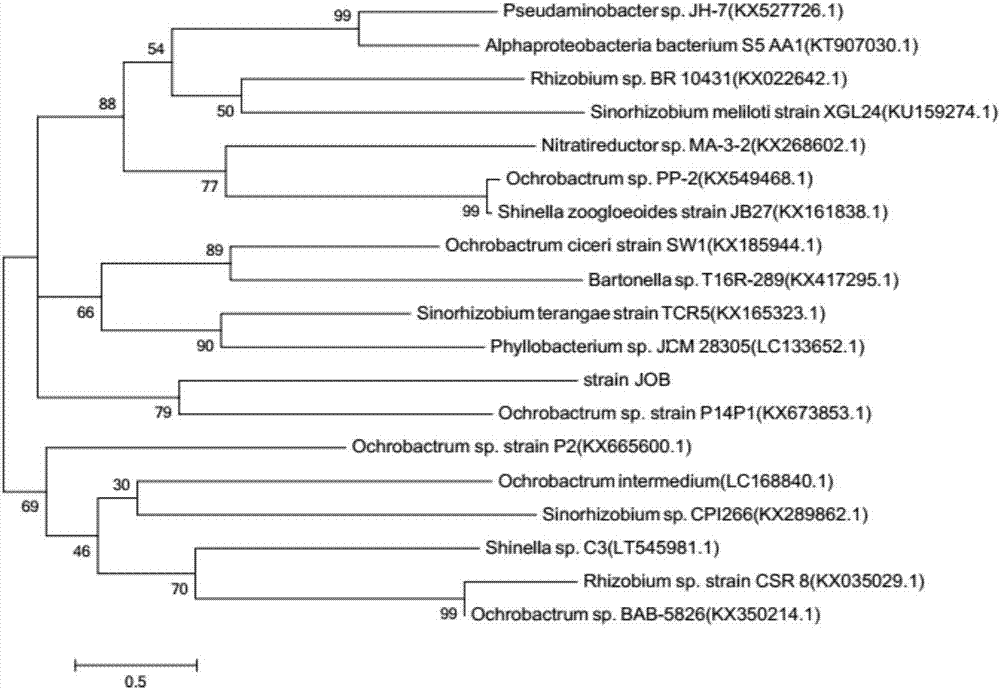 Quinolone antibiotic degrading bacterium and application thereof