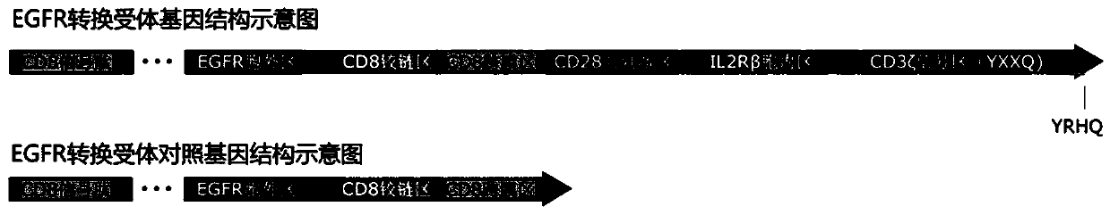 Immune effector cell conversion receptor