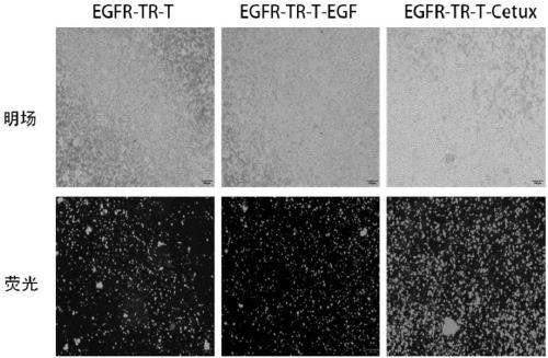 Immune effector cell conversion receptor