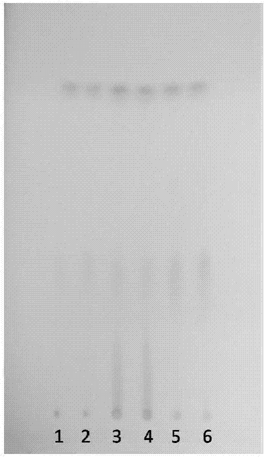 Thin-layer chromatography detection method of rheum palmatum as traditional Chinese medicinal material