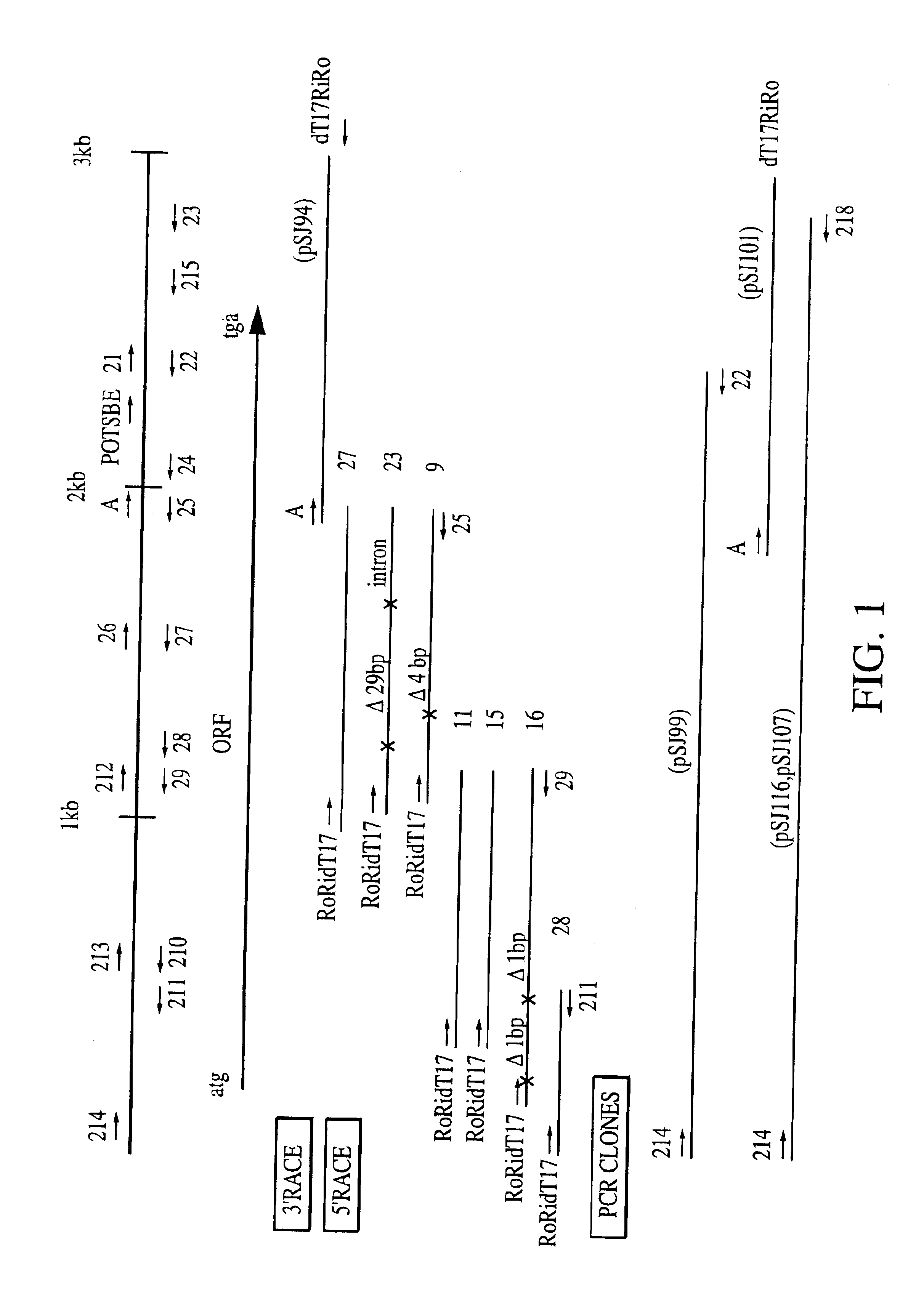 Nucleic acids from cassava encoding starch branching enzyme II (SBEII) and their use