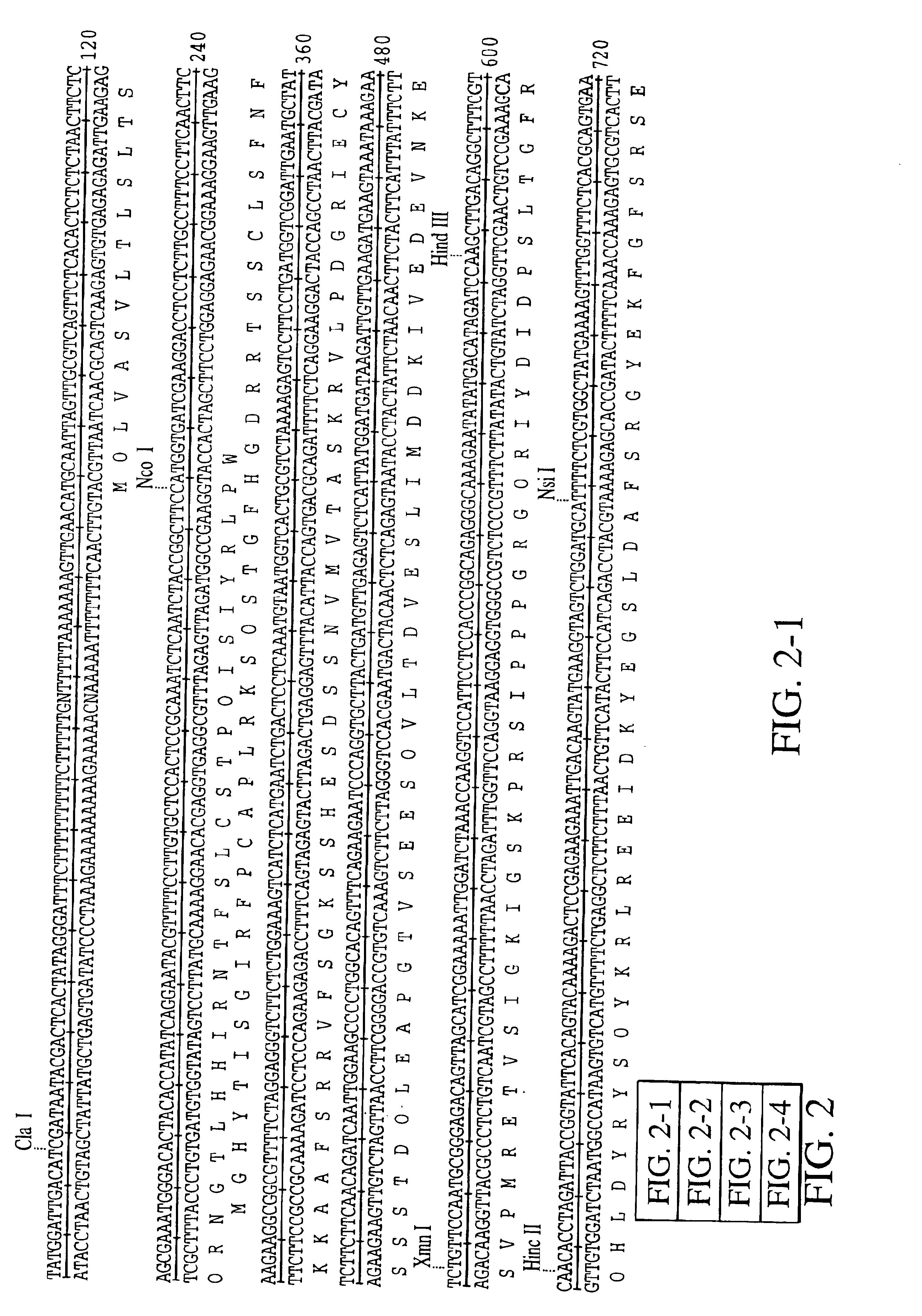 Nucleic acids from cassava encoding starch branching enzyme II (SBEII) and their use