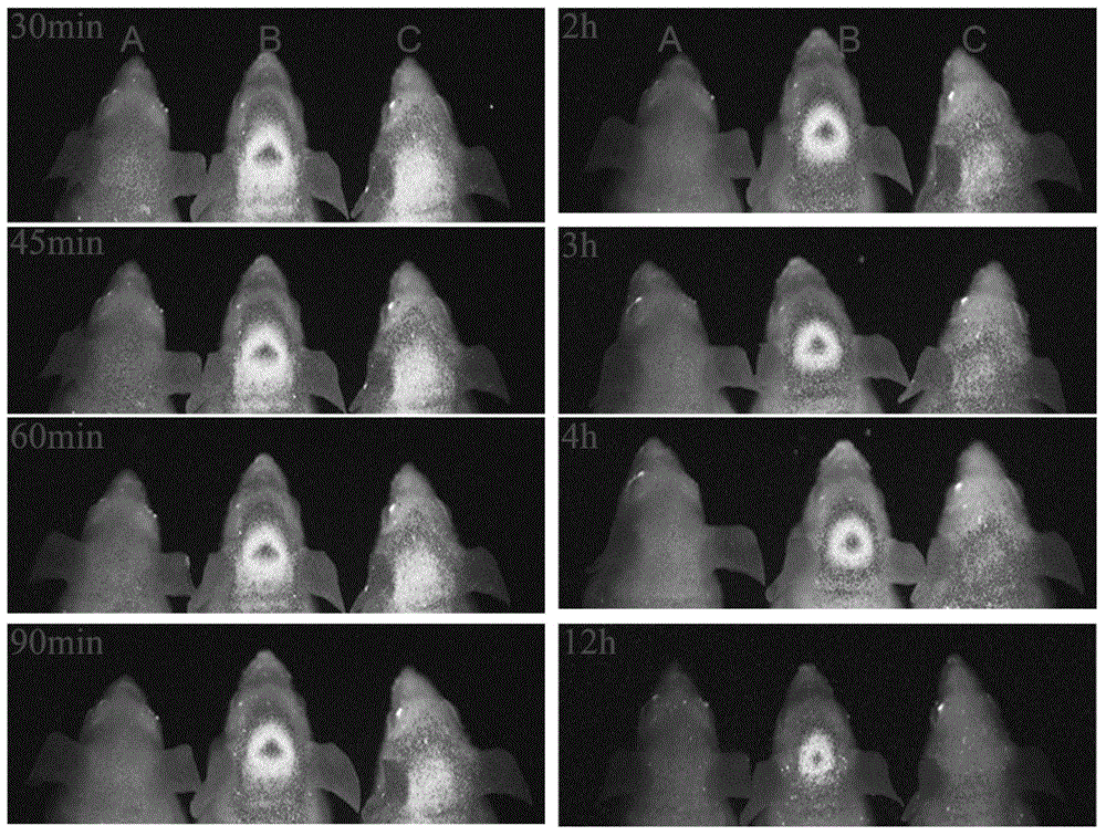 Application of polypeptides using RGD as active site to preparation of anti-depression targeting drug delivery system