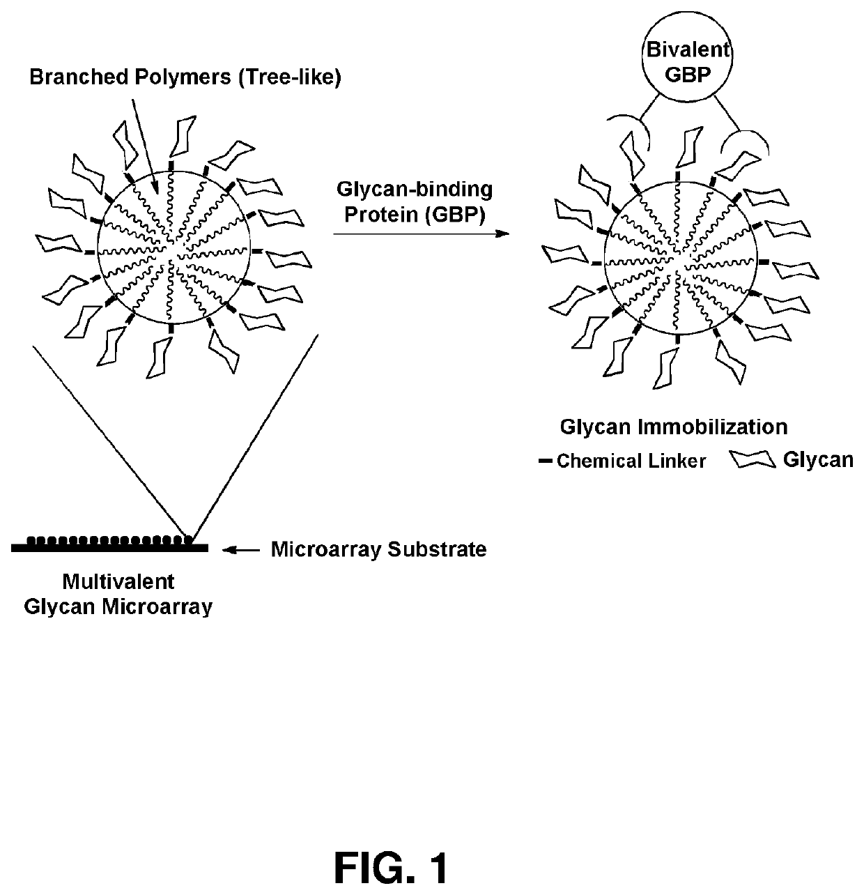 Multivalent glycan microarray platform