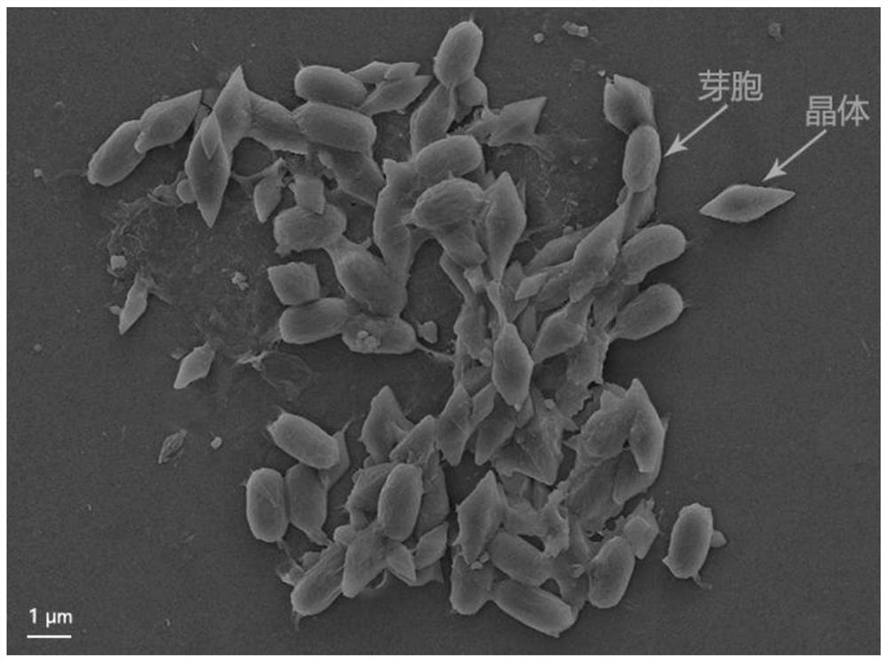 A strain of Bacillus thuringiensis with high poisonous activity against Noctuidae pests and its application