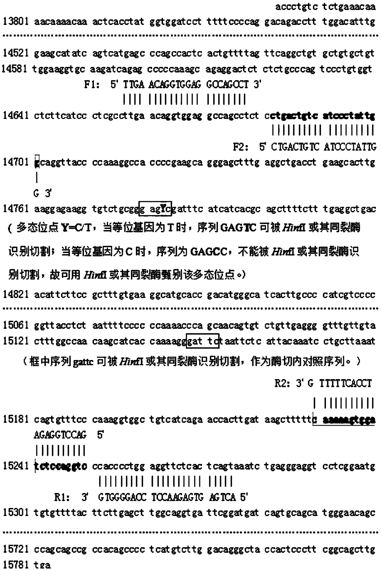 Method and kit for detecting genetic information of folate metabolism related genes