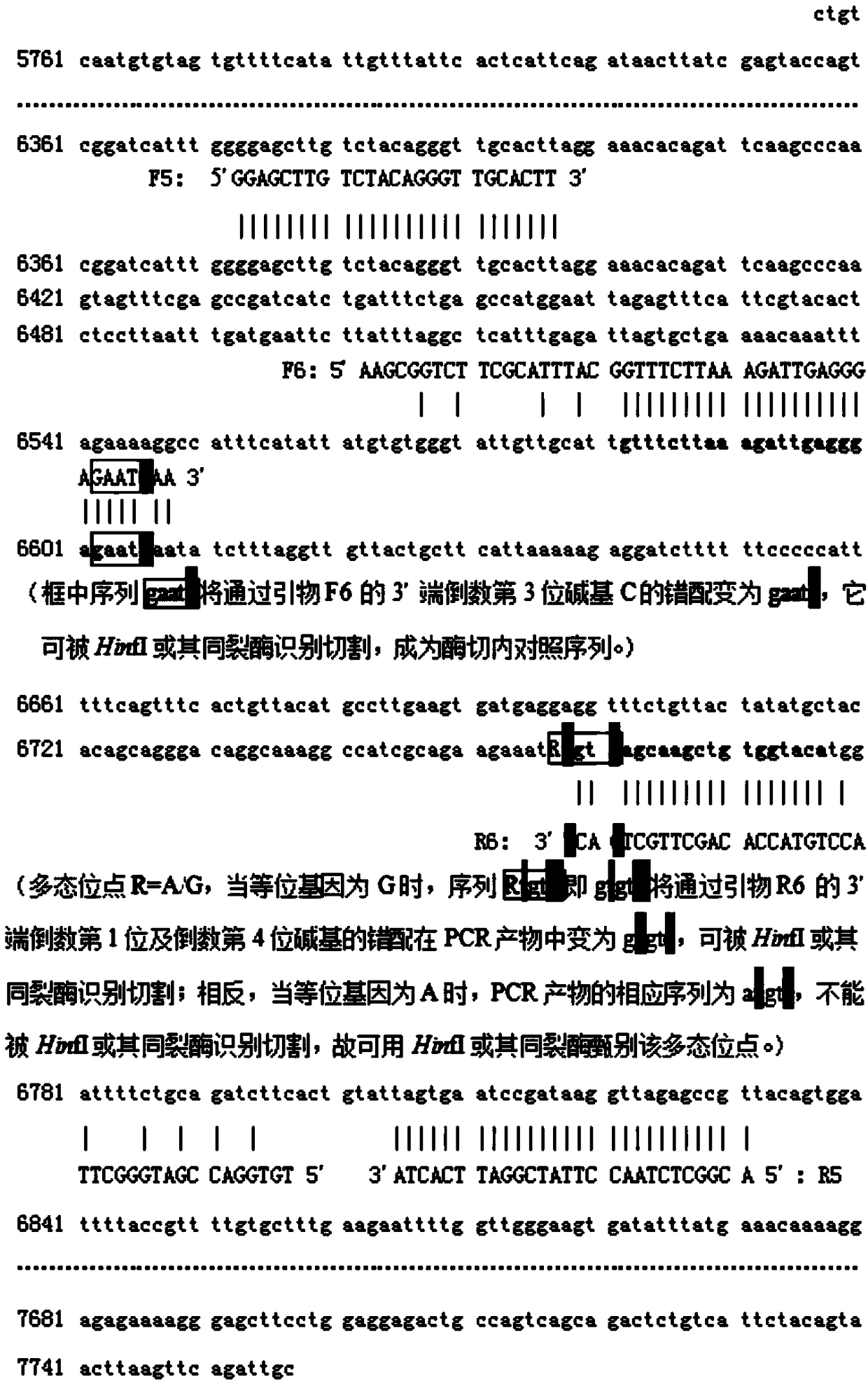 Method and kit for detecting genetic information of folate metabolism related genes