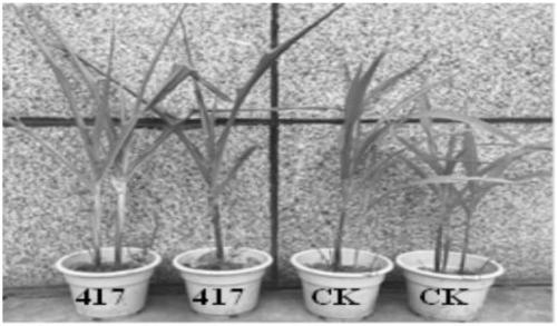 Streptomyces Phaeochromogenes SICAU417 and application thereof