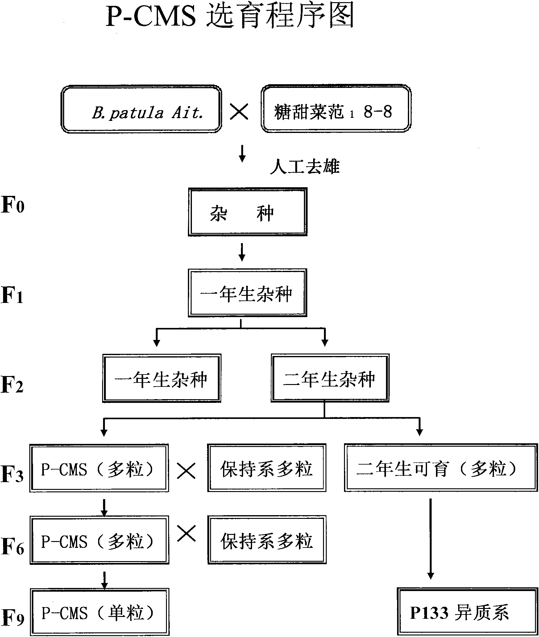 Creation of beet novel cytoplasmic male sterile (P-CMS) line