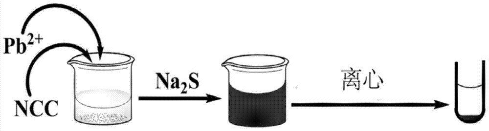 A method for detecting and removing lead ions based on nanocrystalline cellulose