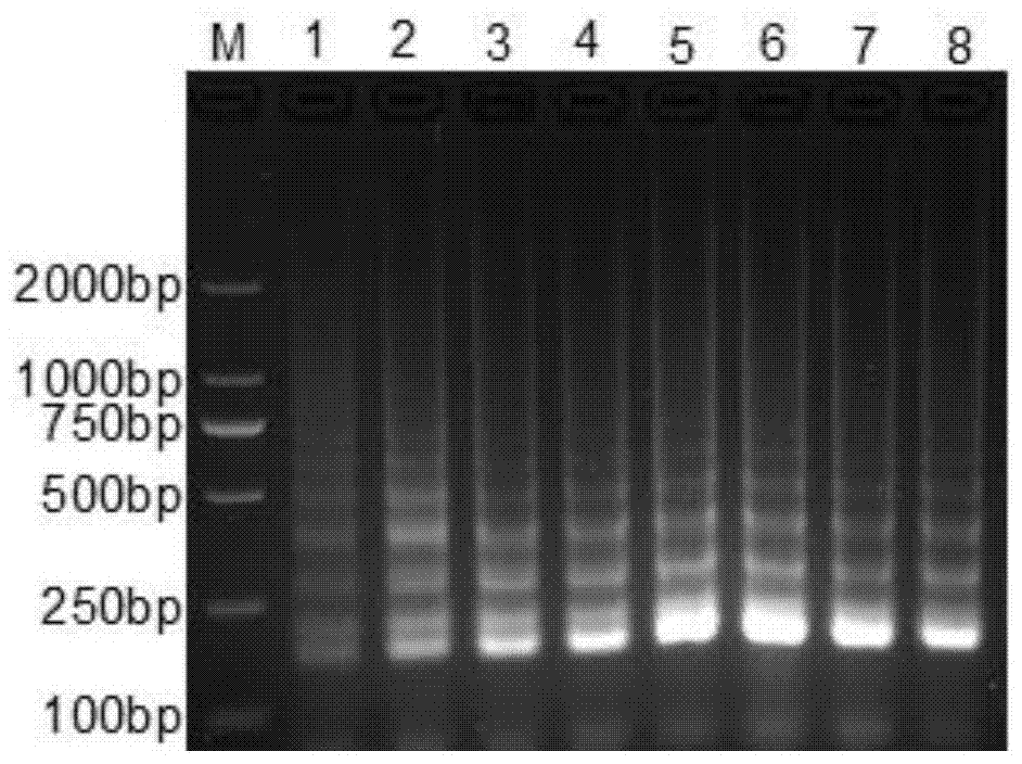 Lamp Detection Kit for Porcine Epidemic Diarrhea Virus